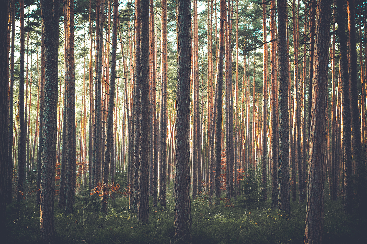 Silvicultura na preservação ambiental